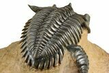 Large Metacanthina Trilobite With Reedops - Lghaft, Morocco #381585-5